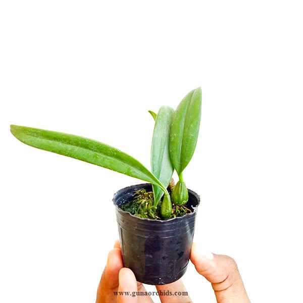 buy bulbophyllum miniatum orchid plant online