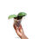 Thumbnail: Phalaenopsis MS 10 Pack Combo