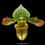Thumbnail: buy paphiopedilum venustum orchid online