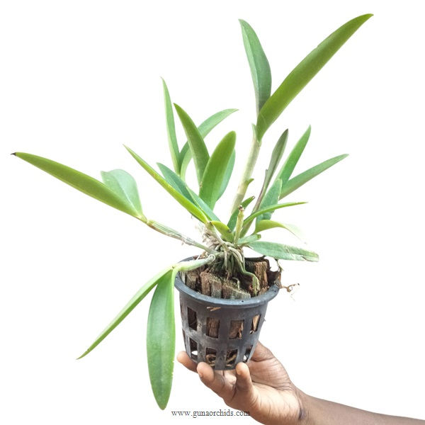 Thumbnail: buy cattleya sunshine orchid plant online