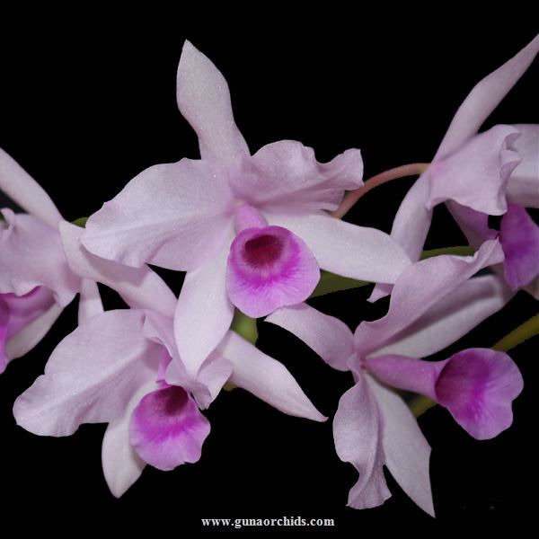 buy cattleya deckeri orchid online
