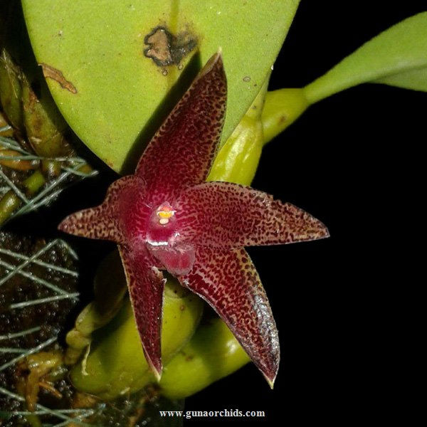 buy bulbophyllum elevatopunctatum orchid online