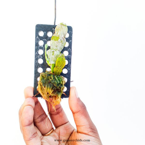 Thumbnail: Dendrobium Trantuanii BS