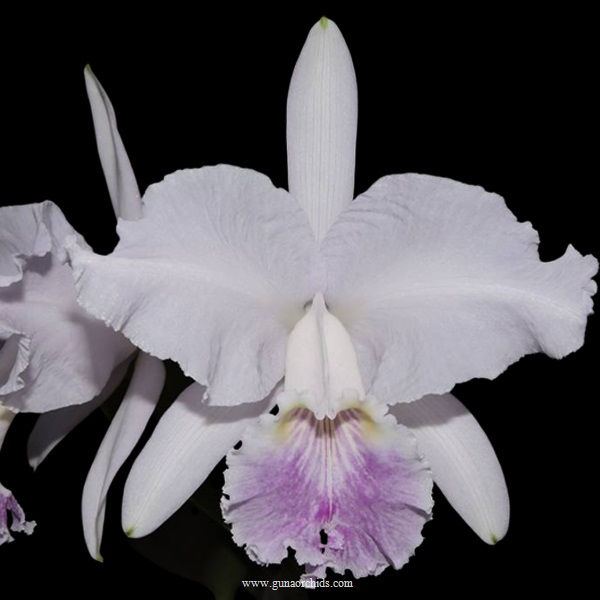 Thumbnail: buy cattleya lueddemanniana var coerulea orchid online