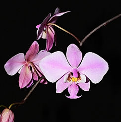 phalaenopsis schilleriana orchid care key