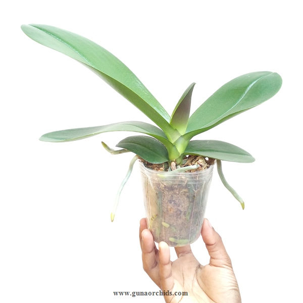 Thumbnail: Phalaenopsis BS 10 Pack Combo