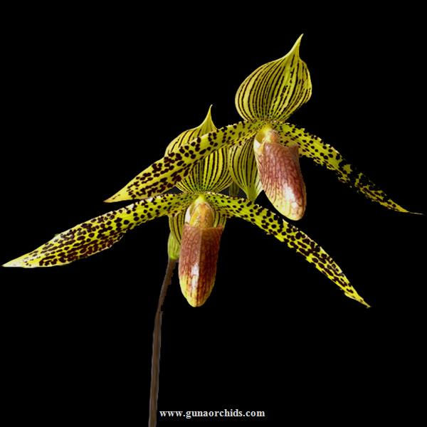 Thumbnail: buy paphiopedilum lantha stage orchid online
