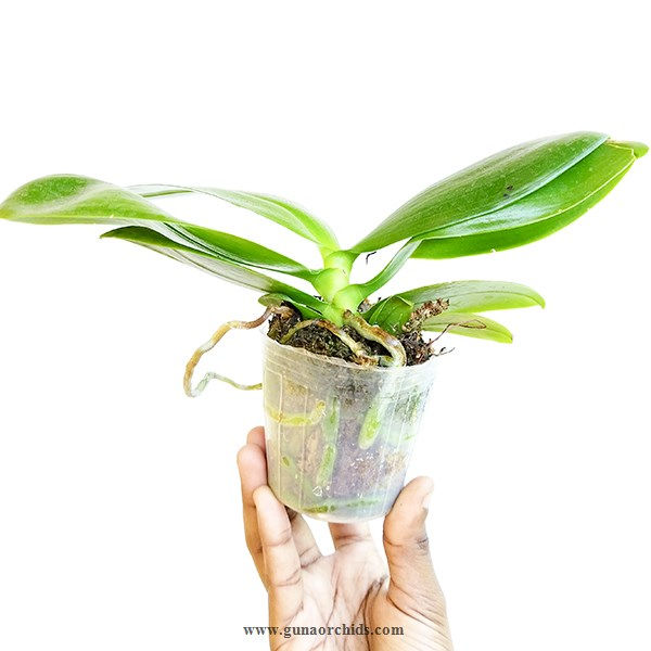 buy phalaenopsis ks super zebra orchid plant online