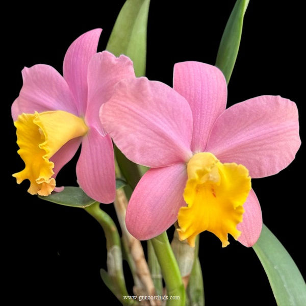 Thumbnail: buy cattleya crystelle smith orchid online