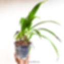 buy spathoglottis dark pink orchid plant online
