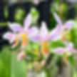 Thumbnail: buy phalaenopsis equestris orchid online