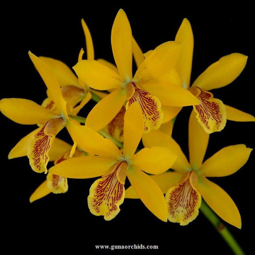 Buy Guaricyclia Kyoguchi “Peter's Pick” Orchid Online Guna Orchids
