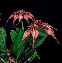 bulbophyllum rothschildianum orchid care key