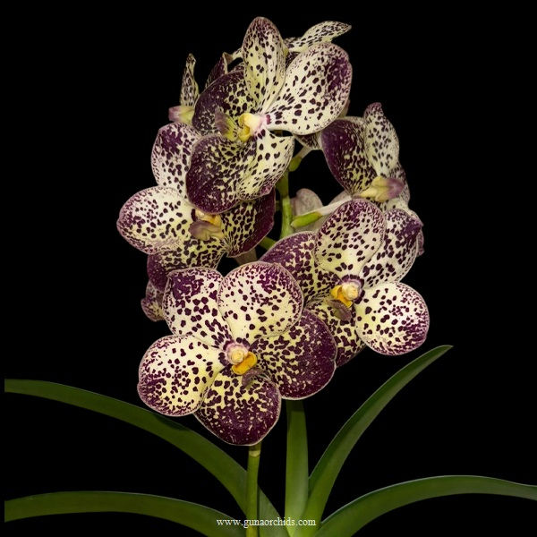 Thumbnail: Vanda Pintuwadee BS