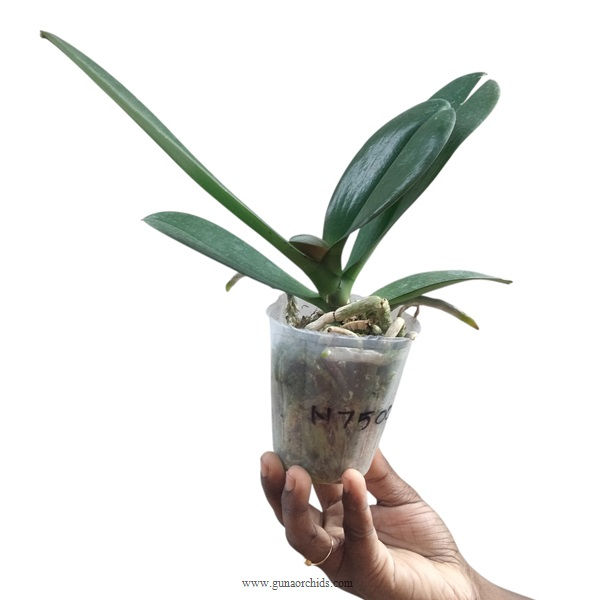 Thumbnail: buy phalaenopsis nck red sun orchid plant online