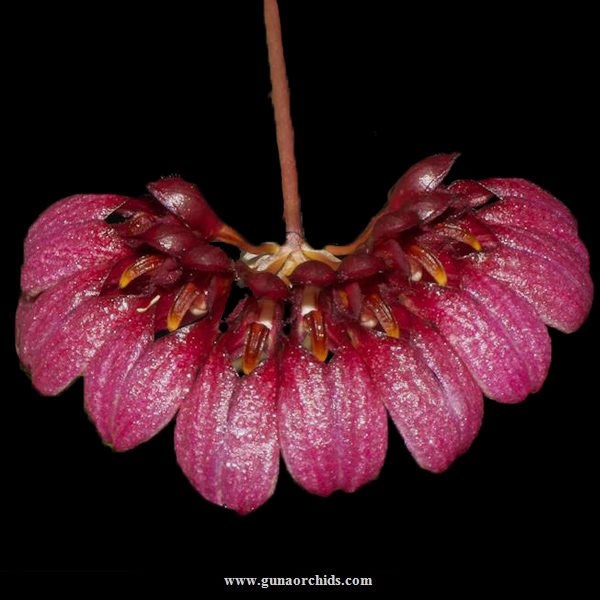 buy cirrhopetalum curtisii orchid online