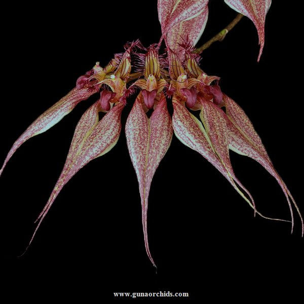 buy bulbophyllum rothschildianum orchid online