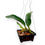 Thumbnail: Bulbophyllum Raksasa BS