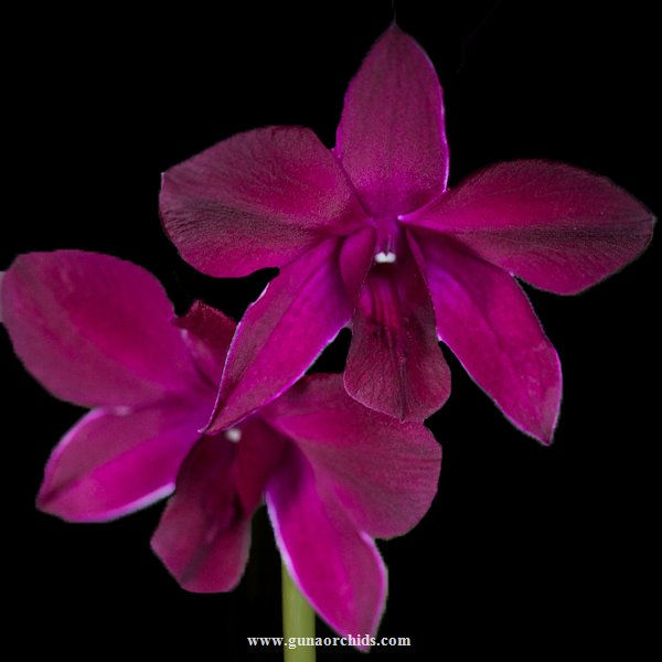 buy dendrobium kratingdaeng orchid online