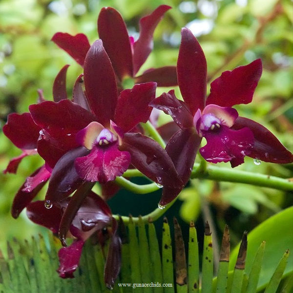 Thumbnail: buy cattlianthe sagarik wax ‘africana beauty’ orchid online