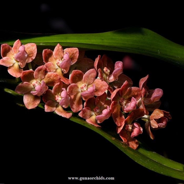 Buy Fragrant Orchids Online - Experience the Alluring Aromas | Guna ...
