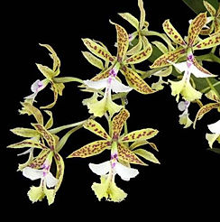 epidendrum stamfordianum orchid care key