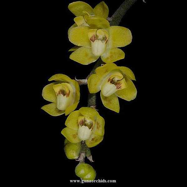 buy chiloschista parishii kanchanaburi orchid online