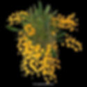 buy dendrobium lindleyi orchid online