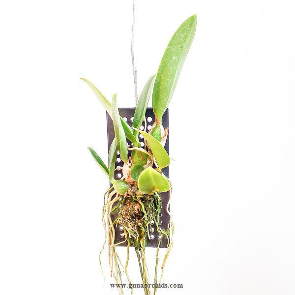 Thumbnail: buy laelia rubescens x cattleya walkeriana orchid plant online