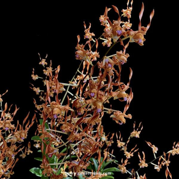 Thumbnail: buy dendrobium tangerinum orchid online