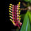 Thumbnail: buy bulbophyllum falcatum orchid online