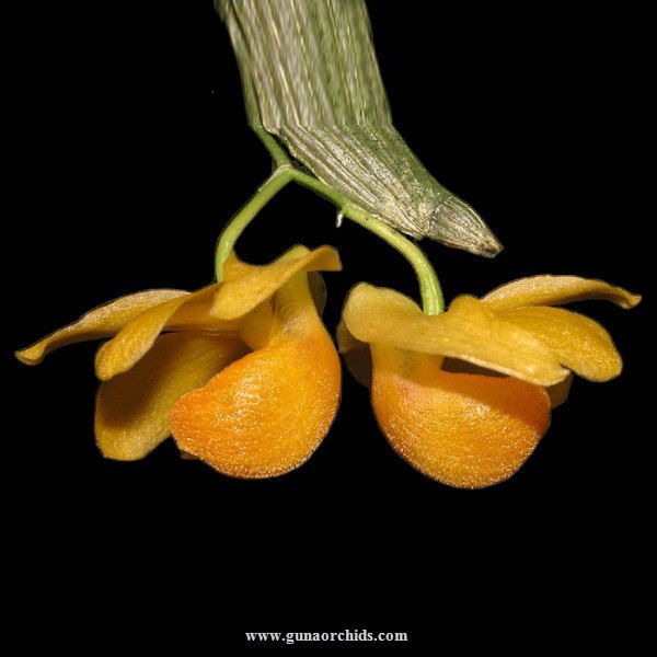 buy dendrobium chrysocrepis orchid online