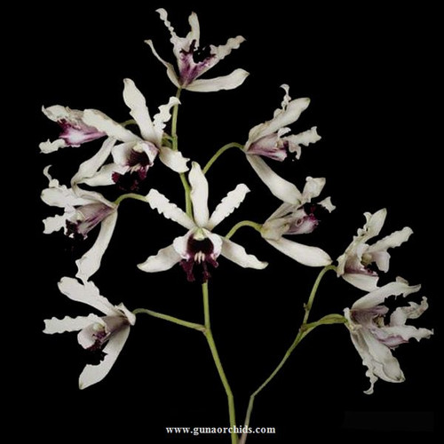 Buy Schomburgkia Thomsoniana semi Alba Orchid Online Guna Orchids