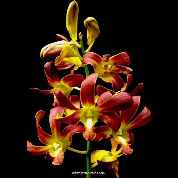 buy dendrobium ckai brown orchid online