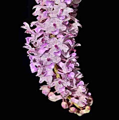 rhynchostylis retusa orchid care key