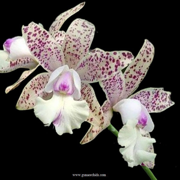 buy cattleya little quail 'bright island' orchid online