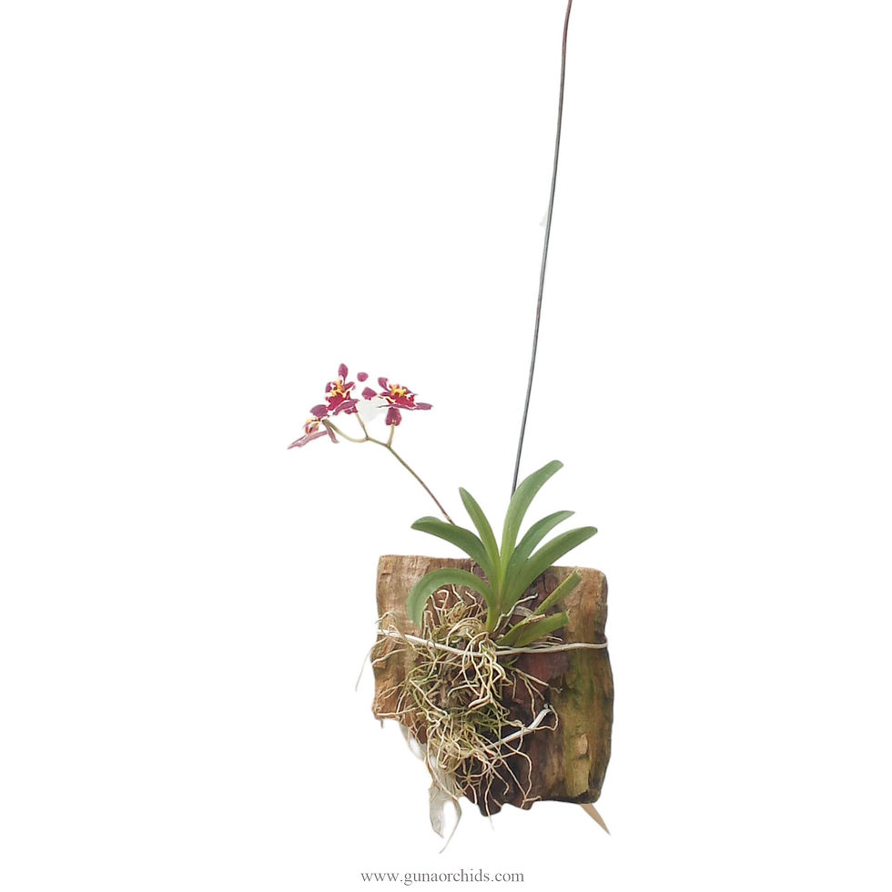 Thumbnail: buy tolumnia jairak firm carnival orchid online