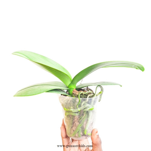 buy phalaenopsis pinlong cheris x cassandra alba orchid plant online