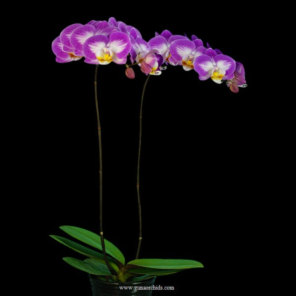 Thumbnail: buy phalaenopsis cg reyoung snow fox orchid online