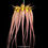 Thumbnail: buy bulbophyllum longissimum orchid online