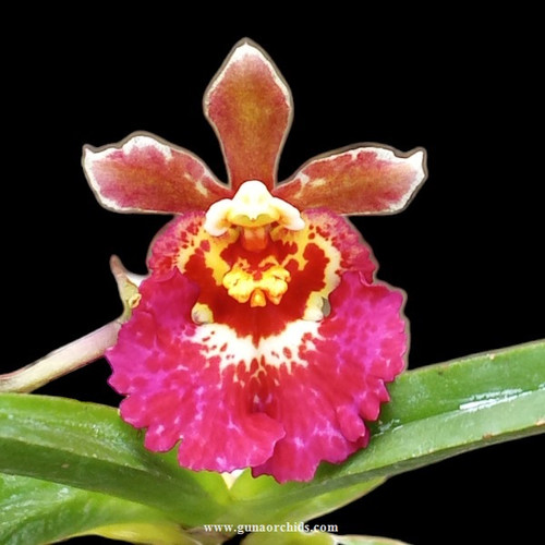 Buy Tolumnia Jairak Firm 'Barbie' Orchid Online | Orchid Plants
