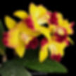 buy rhyncattleanthe chunfong smile orchid online