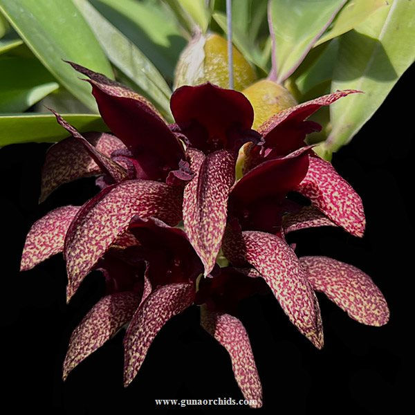 Thumbnail: buy bulbophyllum pride of papua orchid online