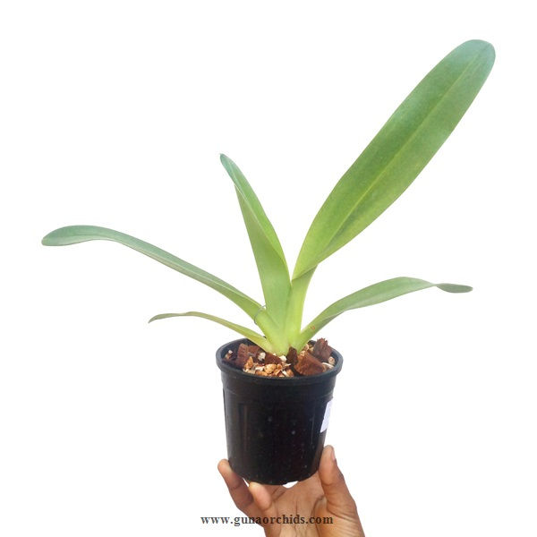 Thumbnail: buy paphiopedilum berenice orchid plant online