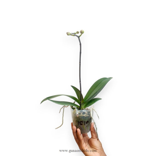 Thumbnail: buy phalaenopsis tying shin eternal star golden water orchid plant online