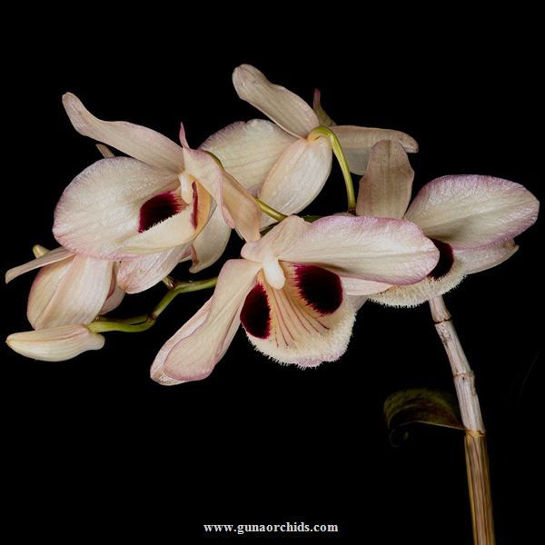 buy dendrobium pulchellum orchid online