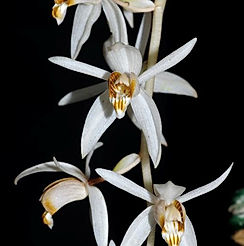 coelogyne swaniana orchid care key