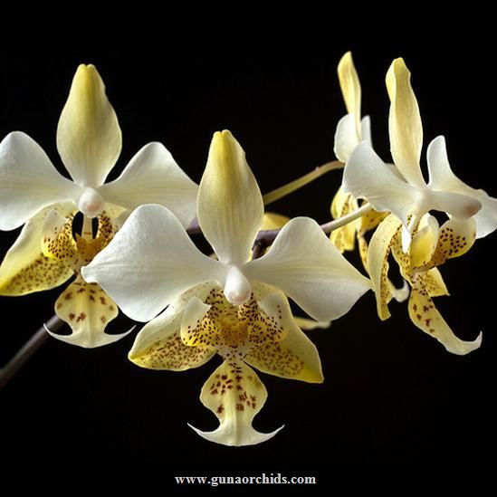 Thumbnail: buy phalaenopsis stuartiana var. nobilis orchid online