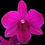 Thumbnail: buy dendrobium miss asian red orchid online