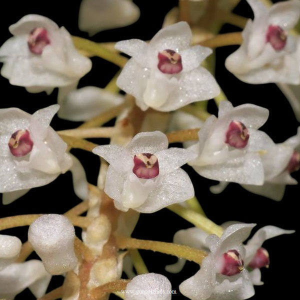 Thumbnail: buy pinalia densa orchid online